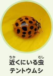 近くにいる虫　テントウムシ