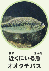 近くにいる魚　オオクチバス