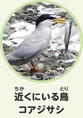 近くにいる鳥　コアジサシ