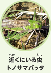 近くにいる虫　トノサマバッタ