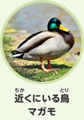 近くにいる鳥　マガモ