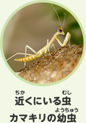 近くにいる虫　カマキリの幼虫