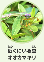 近くにいる虫　オオカマキリ