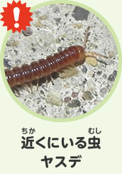 近くにいる虫　ヤスデ