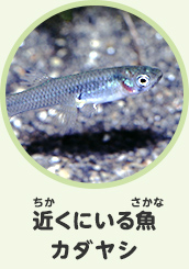 近くにいる魚　カダヤシ