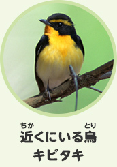 近くにいる鳥　キビタキ