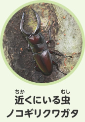 近くにいる虫　ノコギリクワガタ