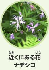 近くにある花　ナデシコ