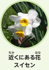 近くにある花　スイセン