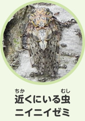 近くにいる虫　ニイニイゼミ