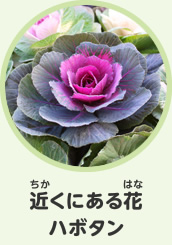 近くにある花　ハボタン