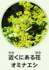 近くにある花　オミナエシ