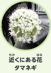 近くにある花　タマネギ