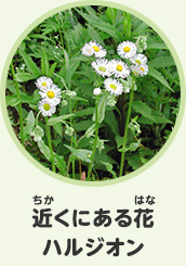 近くにある花　ハルジオン