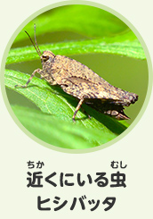 近くにいる虫　ヒシバッタ