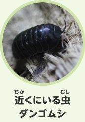 近くにいる虫　ダンゴムシ