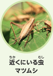 近くにいる虫　マツムシ