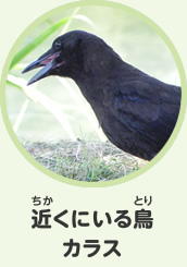 近くにいる鳥　カラス