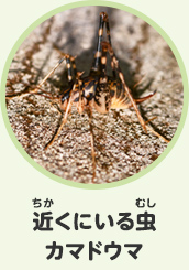 近くにいる虫　カマドウマ