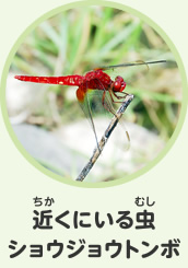 近くにいる虫　ショウジョウトンボ