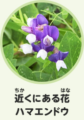 近くにある花　ハマエンドウ