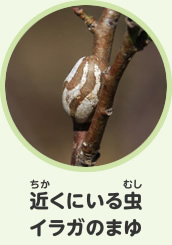 近くにいる虫　イラガのまゆ