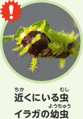 近くにいる虫　イラガの幼虫