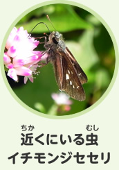 近くにいる虫　イチモンジセセリ