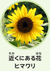 近くにある花　ヒマワリ