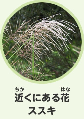 近くにある花　ススキ