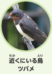 近くにいる鳥　ツバメ