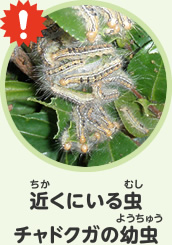 近くにいる虫　チャドクガ