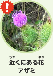 近くにある花　アザミ