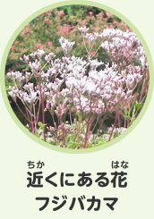 近くにある花　フジバカマ