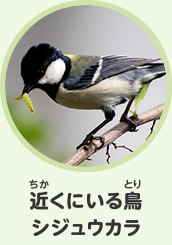 近くにいる鳥　シジュウカラ