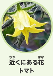 近くにある花　トマト