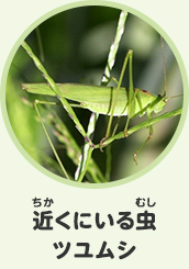 近くにいる虫　ツユムシ