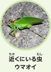 近くにいる虫　ウマオイ