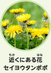 近くにある花　セイヨウタンポポ