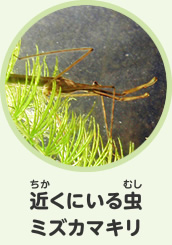 苦手な虫　ミズカマキリ