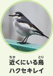 近くにいる鳥　ハクセキレイ