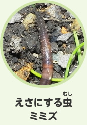 えさにする虫　ミミズ