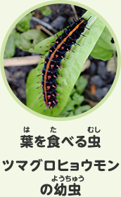 葉を食べる虫　ツマグロヒョウモンの幼虫