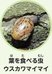 葉を食べる虫　ウスカワマイマイ