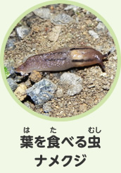 葉を食べる虫　ナメクジ