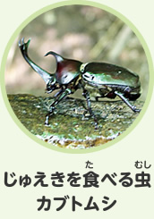 じゅえきを食べる虫　カブトムシ