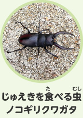 じゅえきを食べる虫　ノコギリクワガタ