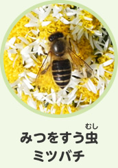 みつをすう虫　ミツバチ