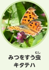 みつをすう虫　キタテハ