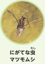 にがてな虫　マツモムシ